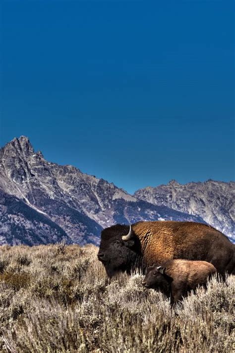 American Bison Grand Teton Np Wyoming Eamon Gallagher Amazing