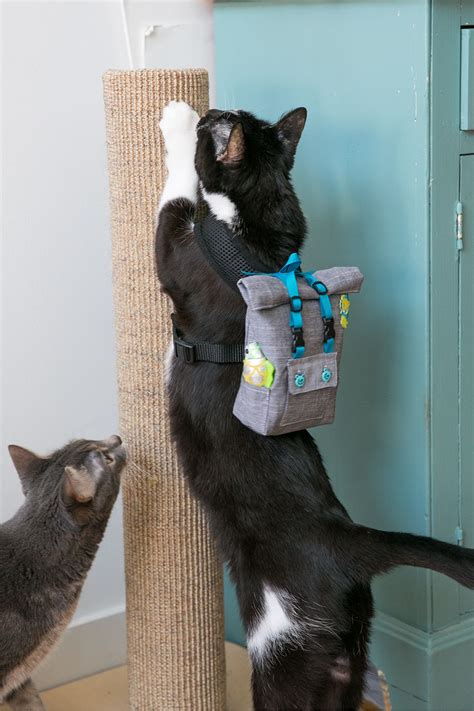Your Cat Wants A Backpack Cats Whiskers On Kittens Kitty