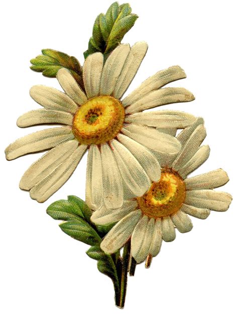 Find & download free graphic resources for flower vintage. Vintage Daisy Image - The Graphics Fairy