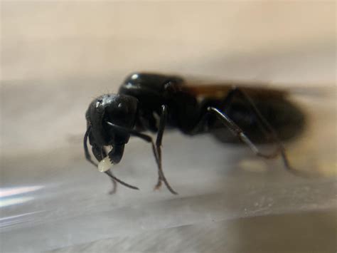 Camponotus Pennsylvanicus Rantkeeping