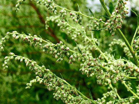 Mugwort, an Age-Old Herb that Uncovers Our Herbal History - Eat The Planet