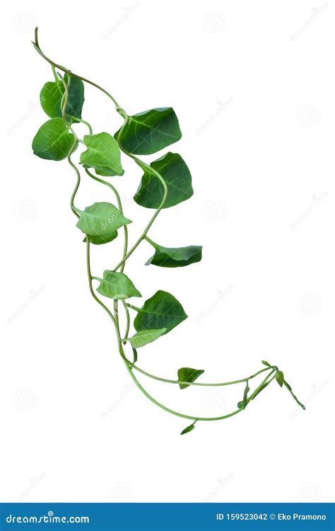 Heart Shaped Green Leaves Twisted Vines Liana Jungle Plant Isolated On