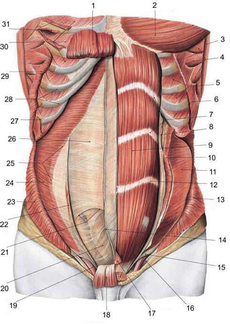 Female Groin Anatomy
