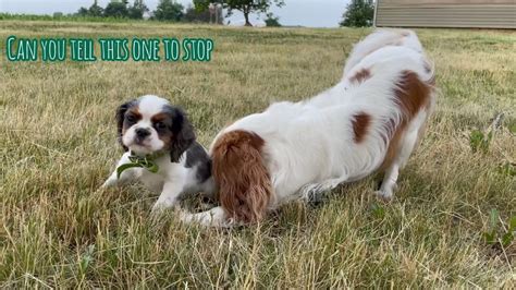 How Much Dogs Love Poop And Balls Youtube