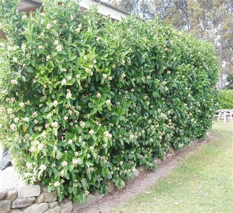 Achieving privacy in a backyard can be somewhat difficult but there are plenty of solutions to explore. Viburnum odoratissimum