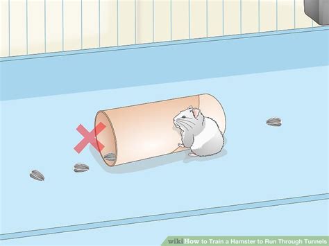 How To Train A Hamster To Run Through Tunnels 14 Steps