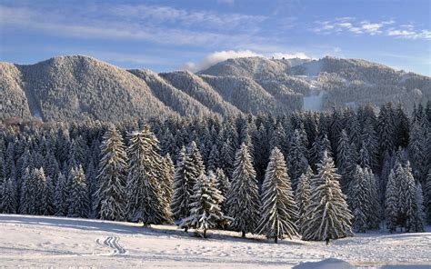 Online Crop Forest Trees Landscape Forest Snow Mountains Hd