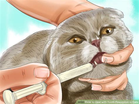 Clarke and cameron 1997) and wild cats (berger et al. 3 Ways to Deal with Tooth Resorption in Cats - wikiHow