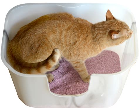 Glogirly Tickled Pink Simple Solution 30 Day Cat Litter Giveaway For