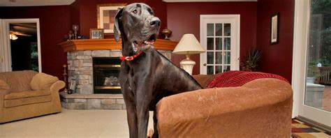Zeus Worlds Tallest Dog Dies At Age 5 Abc News