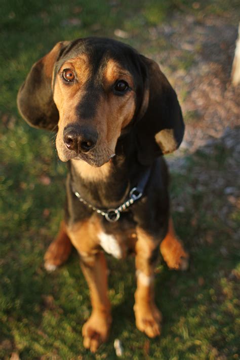 Shop wayfair for all the best brown & tan oriental area rugs. George - Black and Tan Coonhound
