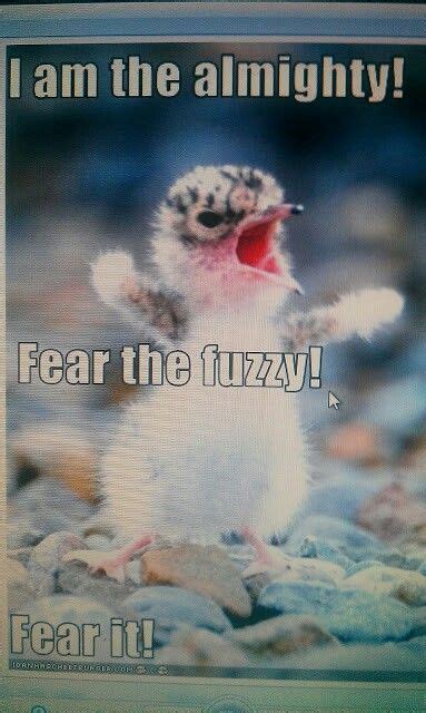 Fear Fuzzy Fuzzy Fear Humor