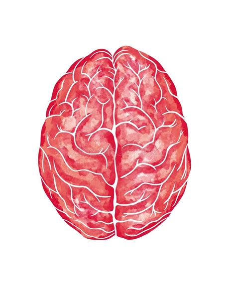 Watercolor Anatomical Human Brain In Superior View Brain Illustration