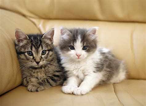 Every one is a precious love that we enjoyed raising. Activating Thoughts: Cute Kittens
