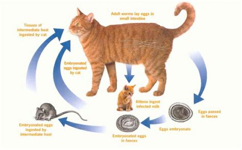 A cat that is treated with prednisone alone can live up to 60 days longer if he has intestinal lymphoma. Intestinal Worms - Nicklin Way Veterinary Surgery