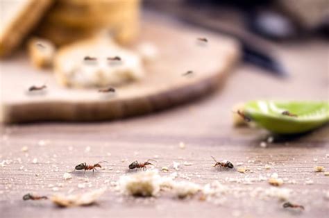 Pakai Garam Begini Cara Membasmi Semut Yang Bersarang Di Rumah Sampai