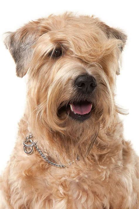 wheaten terrier dog breed information  soft coated wheaten terrier