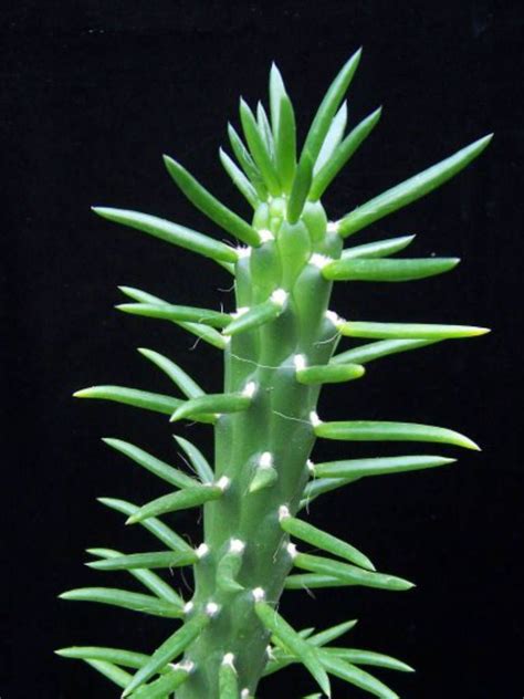 Austrocylindropuntia Subulata Eves Needle Cactus Cactusplant