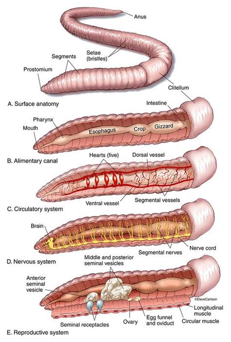 Zoology Carlson Stock Art Earthworms Science Infographics Biology
