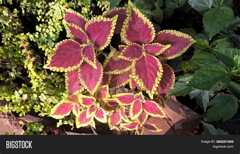 Coleus Plants Called Image And Photo Free Trial Bigstock