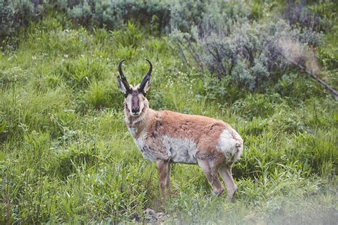 Pronghorn Antelope In The Wild Nature Del Colaborador De Stocksy