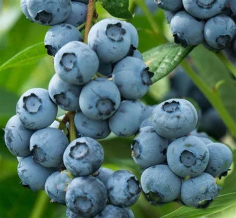 Blueberry Tifblue Kiwiflora Nurseries