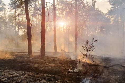 Smoke Rising From A Partially Burned Forest Stock Photo Image Of