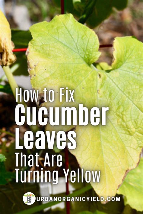 Cucumber Leaves Turning Yellow Artofit