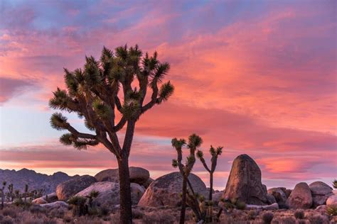 Best Hikes In Joshua Tree National Park For First Time Visitors