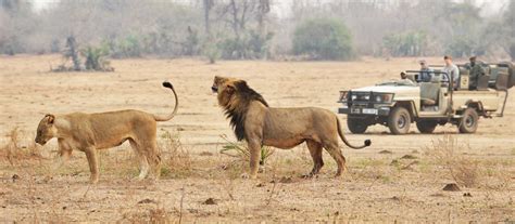 Discover the best african safari wildlife park. Top five best African Safari Parks you have to see!