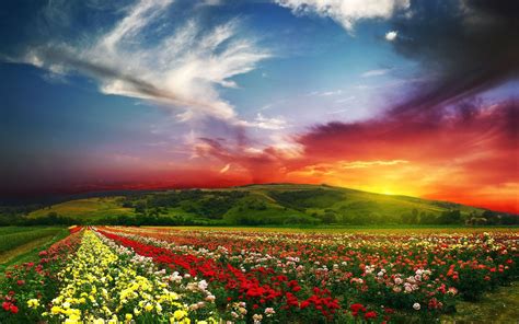 Nature Sunset Sky Flowers Landscape Wallpapers Hd Desktop And