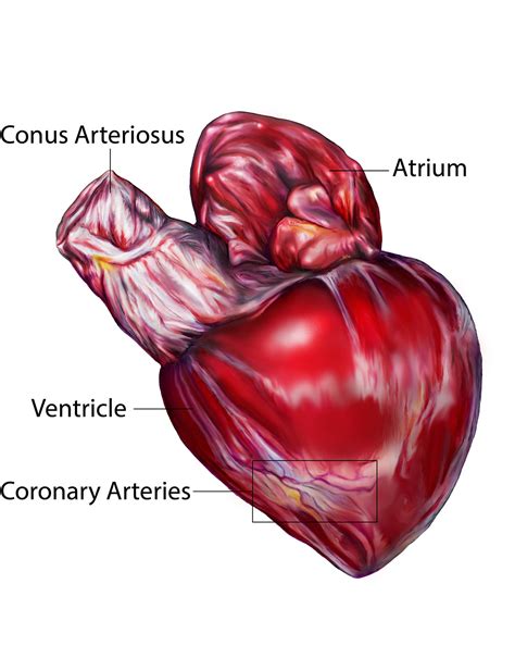 Shark Heart Anatomy 33 Behance