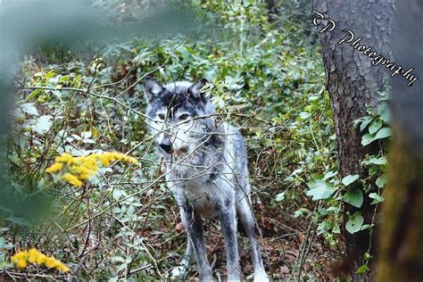 Wolf Photography Camouflage