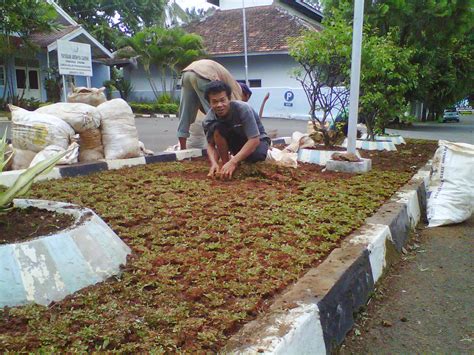 Jenis rumput hias apa yang tepat untuk taman idaman anda? jasa taman |tukang taman murah |pohon hias murah |rumput ...