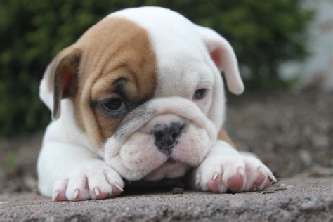The healthiest puppies are available now on euro puppy, from the most experienced european future dogs will also likely have fewer skin folds. Sad English bulldog puppy wallpapers and images ...