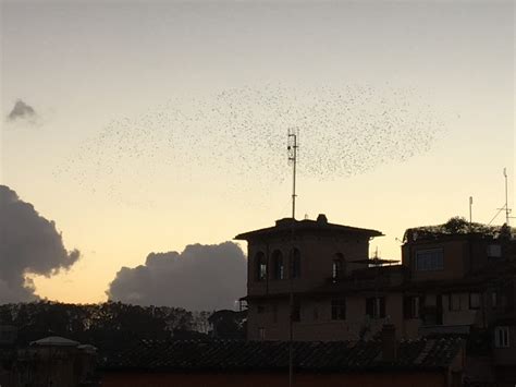 Rome - Starling Murmuration | Group of 6 - Royalty Free Images - Click image - Pixstock Royalty 