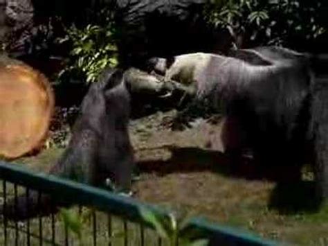 anteater fight youtube