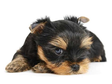 Yorkie Puppy Crate Training A Complete Guide Houndgames