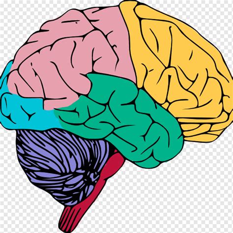 Brain Open Konten Gratis Brain Orang Wallpaper Desktop Otak Manusia