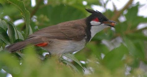 Birds Of Nepal Red Whiskered Bulbul In Nepal