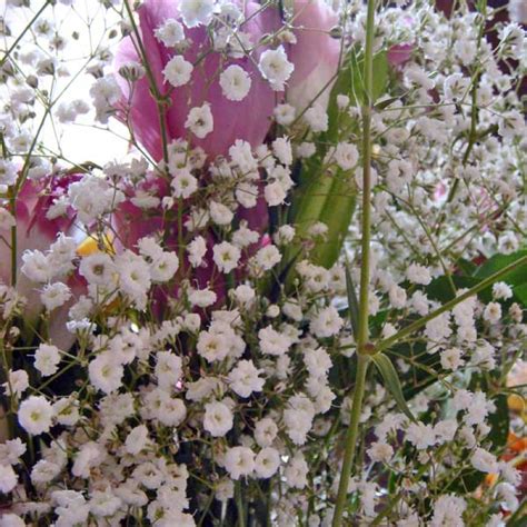 Gypsophila Elegans Annual White Babys Breath Seed Buy Australian