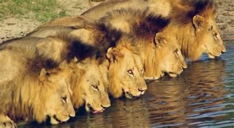 The Mapogos A Coalition Of 6 Sibling Male Lions That Conquered A