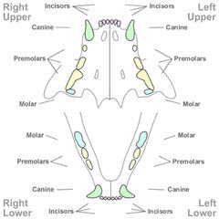 All domestic animals have a diphyodont dentition, ie, a deciduous and a permanent set of teeth. dental Flashcards | Quizlet