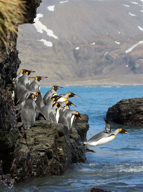 King Penguins Diving Photo By Ian Parker Evanescentlight On Unsplash
