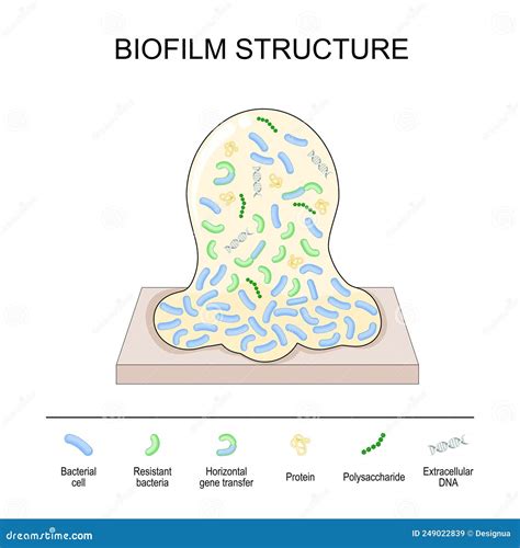 Biofilm Structure Bacterial Cell Colony Stock Vector Illustration Of