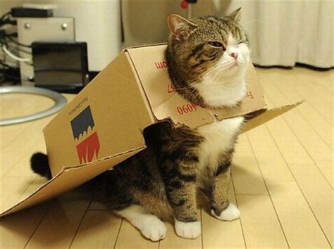 Why Do Cats Love Boxes 12 Facts About Cat In The Box You Probably Didn’t Know Cats In Care