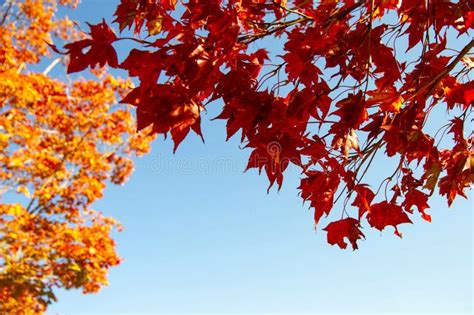 Maple Tree Red Leaf With Blue Sky Summer Background Stock Photo Image