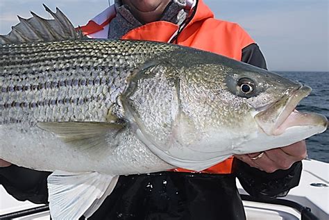 Striped Bass At The Asmfc 2020 Winter Meeting American Saltwater