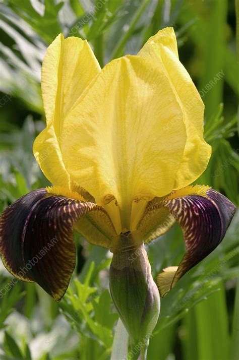 Iris Germanica Rajah Flower Stock Image C023 3272 Science Photo