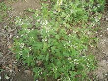 夏至草别名小益母草，学名： lagopsis supina (stephan ex willd.) 夏至草,夏至草的功效与作用_中药夏至草_夏至草是什么_夏至草的用法用量_A+医学百科